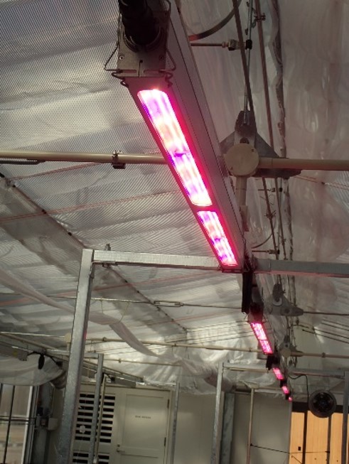 農業用LED照明