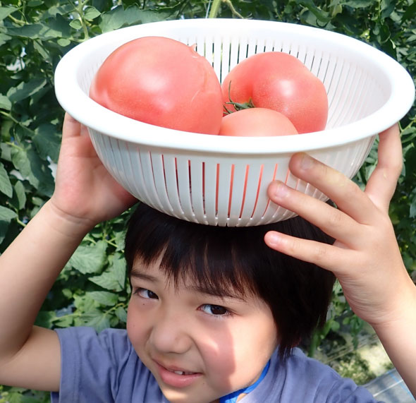 「再エネトマト」 ＧＷには収穫できそうです。